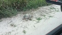 Apopka Wildlife Drive (2)
