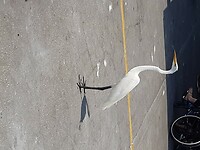 Clearwater Beach (41)