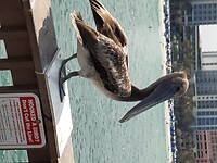 Clearwater Beach (46)