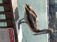 Clearwater Beach (47)