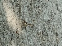 Key Largo - Bayside Inn (17)