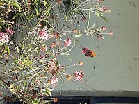Plaatselijke Flora (1)