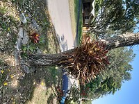 Plaatselijke Flora (2)
