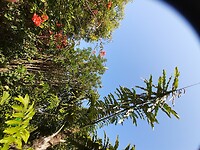 Plaatselijke Flora (3)