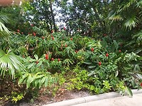 Flamingo Garden (5)