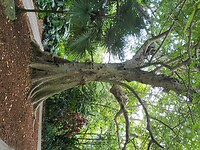Flamingo Garden (6)