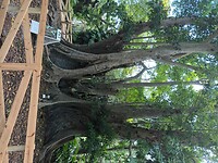 Flamingo Garden (7)