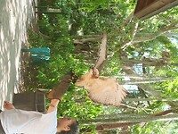Flamingo Garden (21)