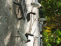 Flamingo Garden (22)