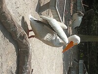 Flamingo Garden (23)