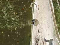 Flamingo Garden (24)