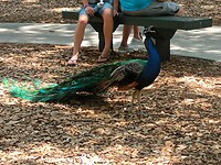 Flamingo Garden (25)