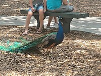 Flamingo Garden (26)