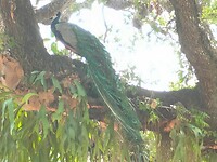 Flamingo Garden (27)