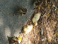 Flamingo Garden (28)