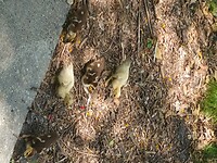 Flamingo Garden (29)