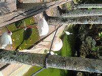 Flamingo Garden (30)