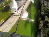 Flamingo Garden (31)