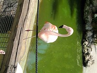 Flamingo Garden (33)