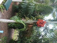 Flamingo Garden (36)