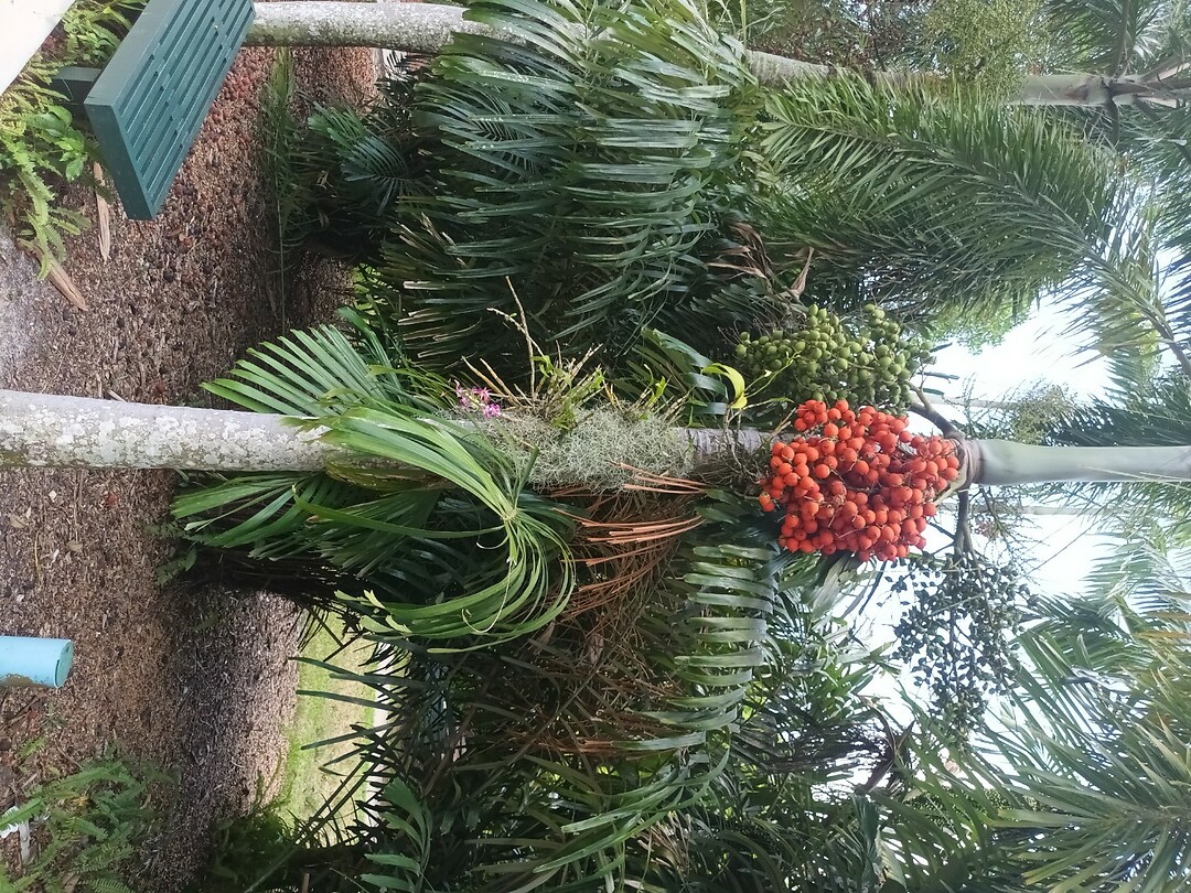 Flamingo Garden (36)
