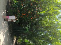 Flamingo Garden (37)