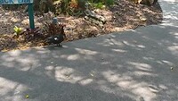Flamingo Garden (1)