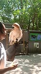 Flamingo Garden (3)