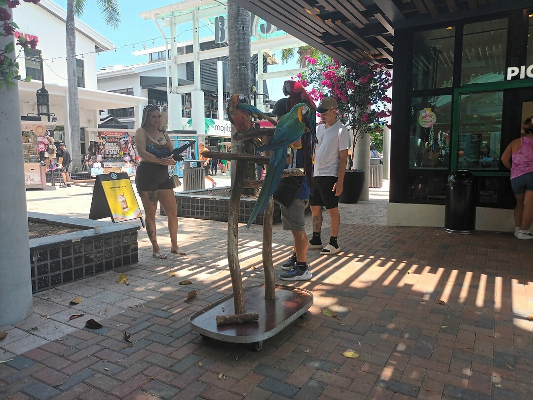 Miami (69)