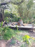 Model-Tiger