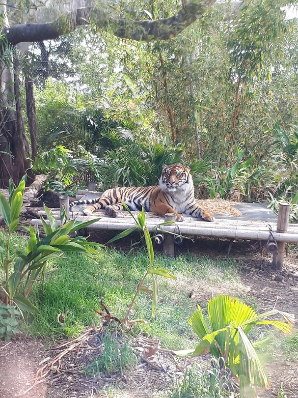 Model-Tiger