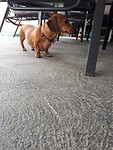 And a dog in the house too! :D #perfection
