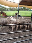 Sheepdog show