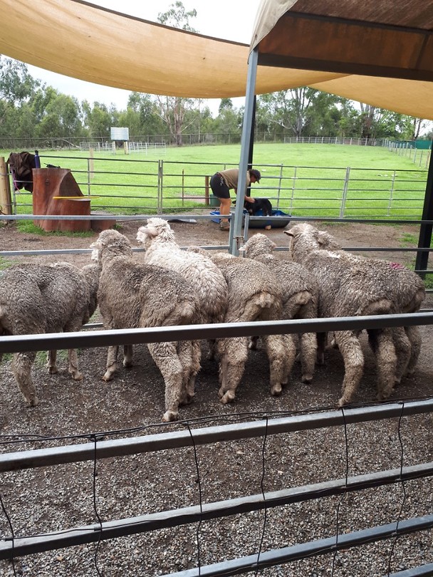 Sheepdog show