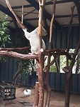 Koala 😍