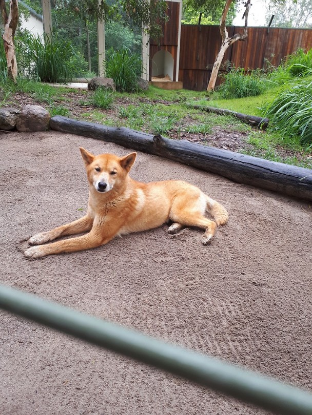 Dingo 'Tanamay'