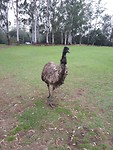 Emu