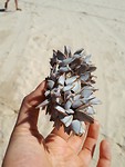 Pummelstone with shells living on it