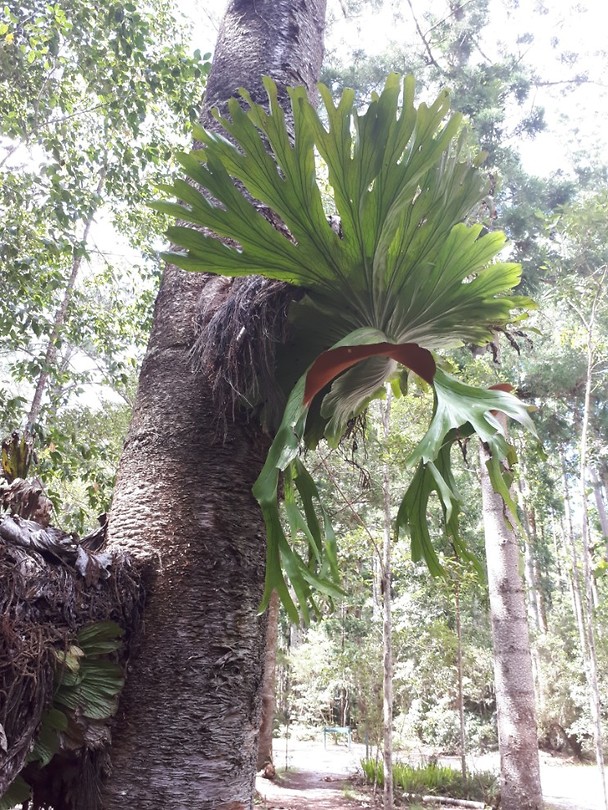 Deze plant groeit op een andere plant... :)