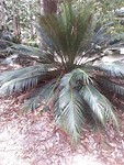 Giant fern