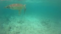 Turtles in the Great Barrier Reef!