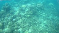 Rainbow fish & beautiful coral in the Great Barrier Reef!