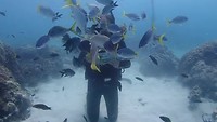 Fish everywhere!