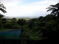 Daintree Rainforest