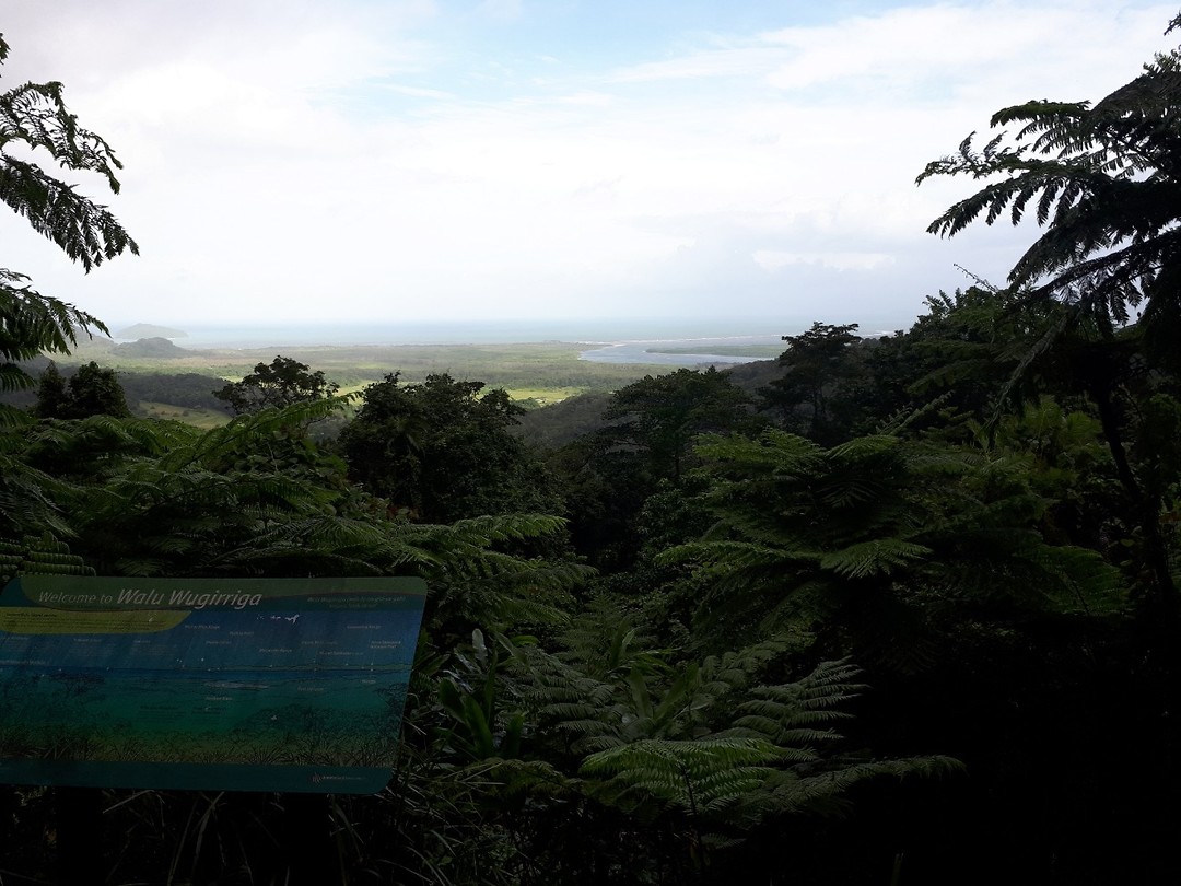 Daintree Rainforest