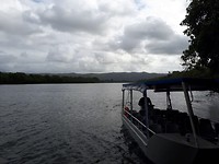 Daintree river cruise