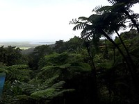 Daintree Rainforest