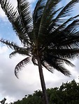 Palmtree