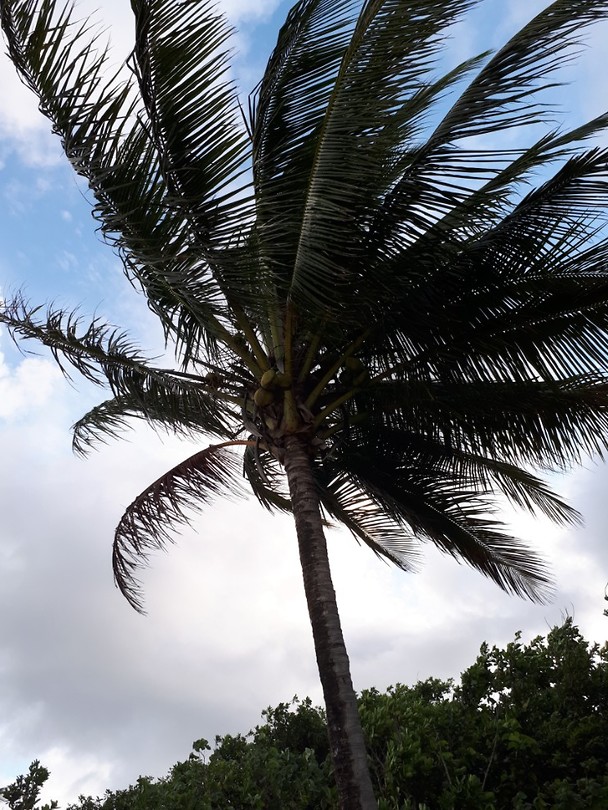 Palmtree