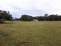Wallaby & kangaroo field